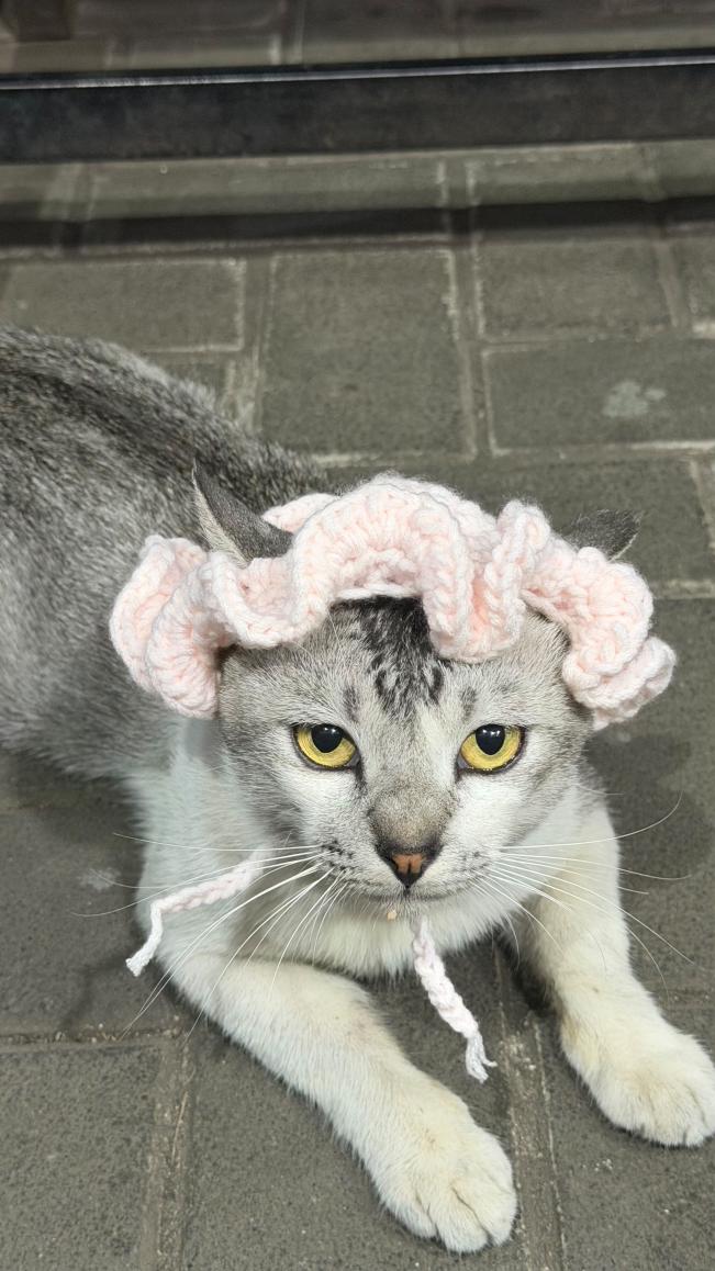 Contoh pemakaian topi rajut LOOPIE pada kucing